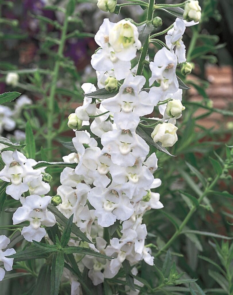 Angelonia angustifolia