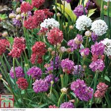 Armeria 'Ballerina mix'