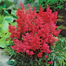 Astilbe 'Montgomery Red'