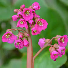 Bergenia Winterglut Winter Glow