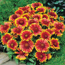 Blanket Flower - Arizona Sun