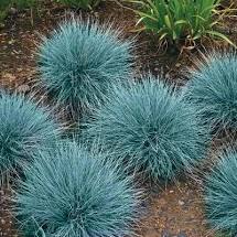 Blue Fescue