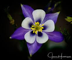 Columbine Blue-White