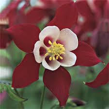 Columbine Red-White