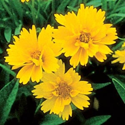 Coreopsis 'Early Sunrise'