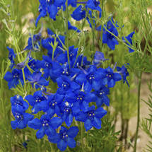 Delphinium 'Summer Nights'