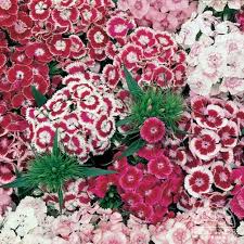 Dianthus 'Sweet William mix'