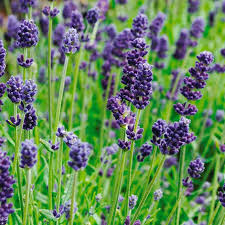 English Lavender 'Deep Purple'