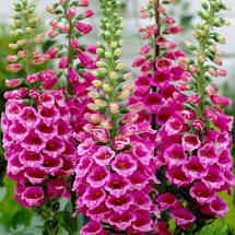 Foxglove 'Candy Mountain'