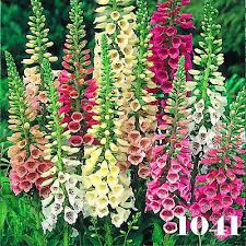 Foxglove 'Foxy Dwarf'