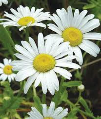 Garden Gnome Carpet Daisy