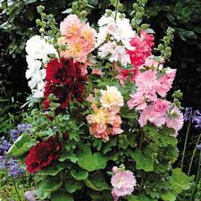 Hollyhock Spring Celebrities Mix