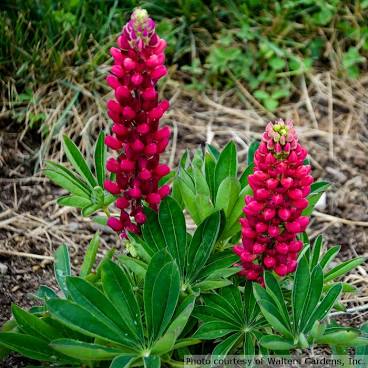 Lupine 'Mini Gallery Red'