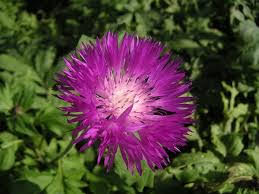 Persian cornflower or Knapweed