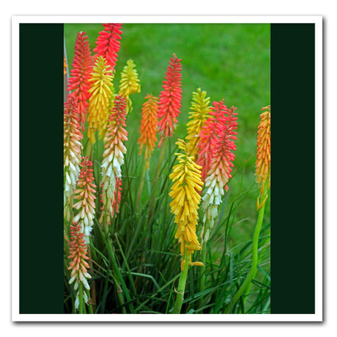 Red hot poker mix