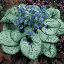 Siberian bugloss