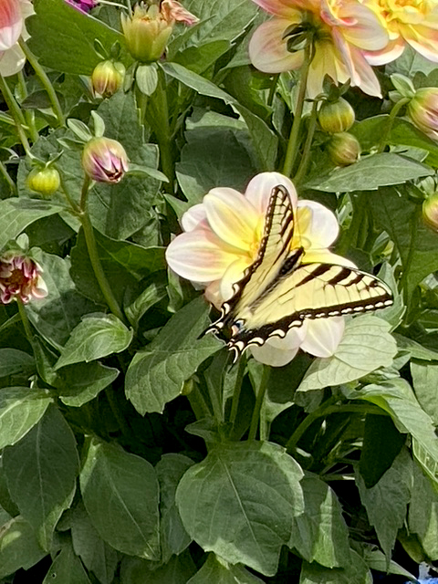 flower with butterfly