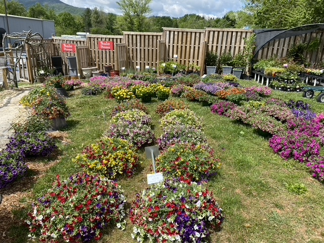 plants at mellie macs garden shack