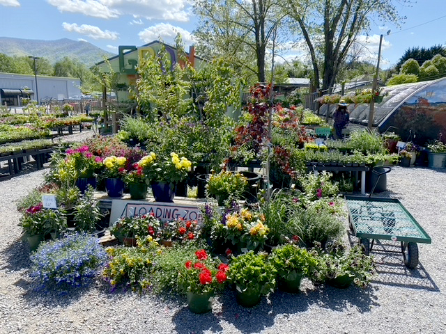 plant display at mellie macs garden shack